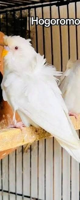 Hogoromo Crusted Beautiful pair female white. ||| Male Green