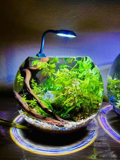 Live planted aquarium, planted aquarium, planted tanks, fish bowls