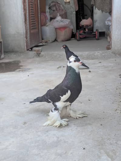 Fancy Pigeon For Sale Different Breed kabootar hai