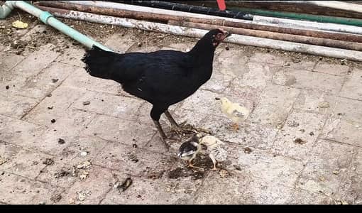 aseel Morgi with 3 Chicks