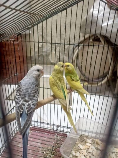 60 parrots han male female mix han whattsapp contact kraye