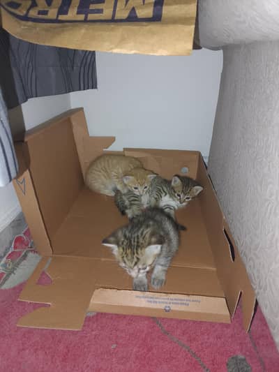 kittens for adoption