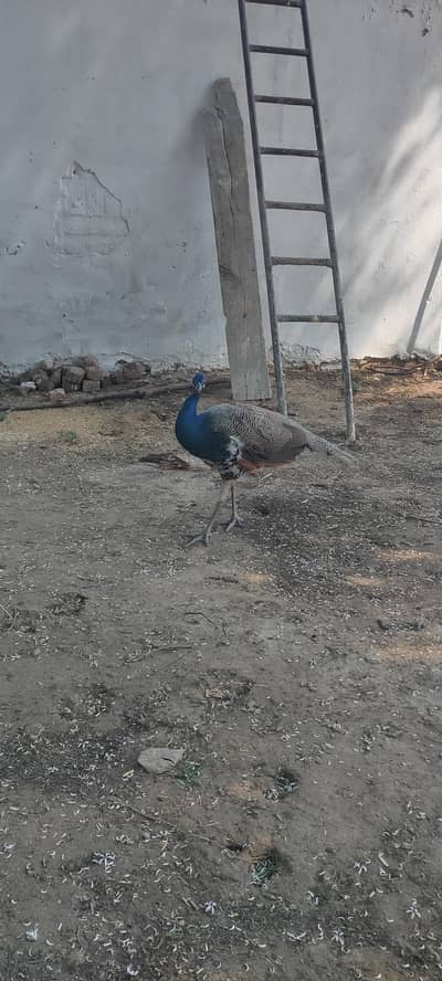Peacock pair