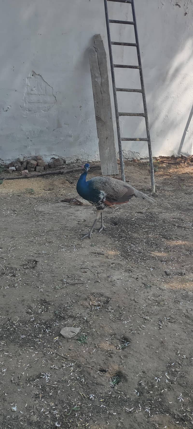 Peacock pair 0
