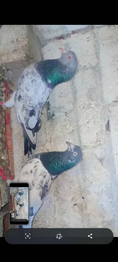 Teddy and Kamagar Nar