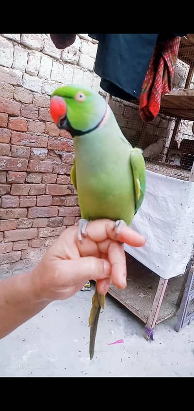 zero bite. . . full talking male