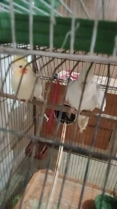 cream with V-pied pair for sale