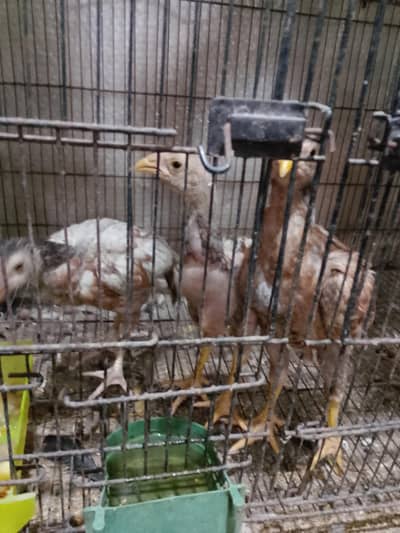 assel mianwali KY bachy hai mashallah good coulatey