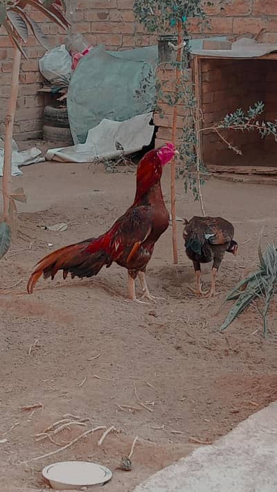 high quality aseel murgha available for sale