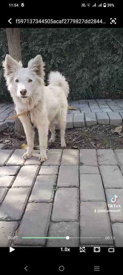 White female puppy for sale urgent  German shepherd and Alsatian cross