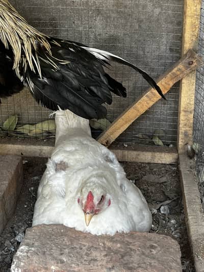 Kurak murghi | Heera Aseel pair | Aseel murgha