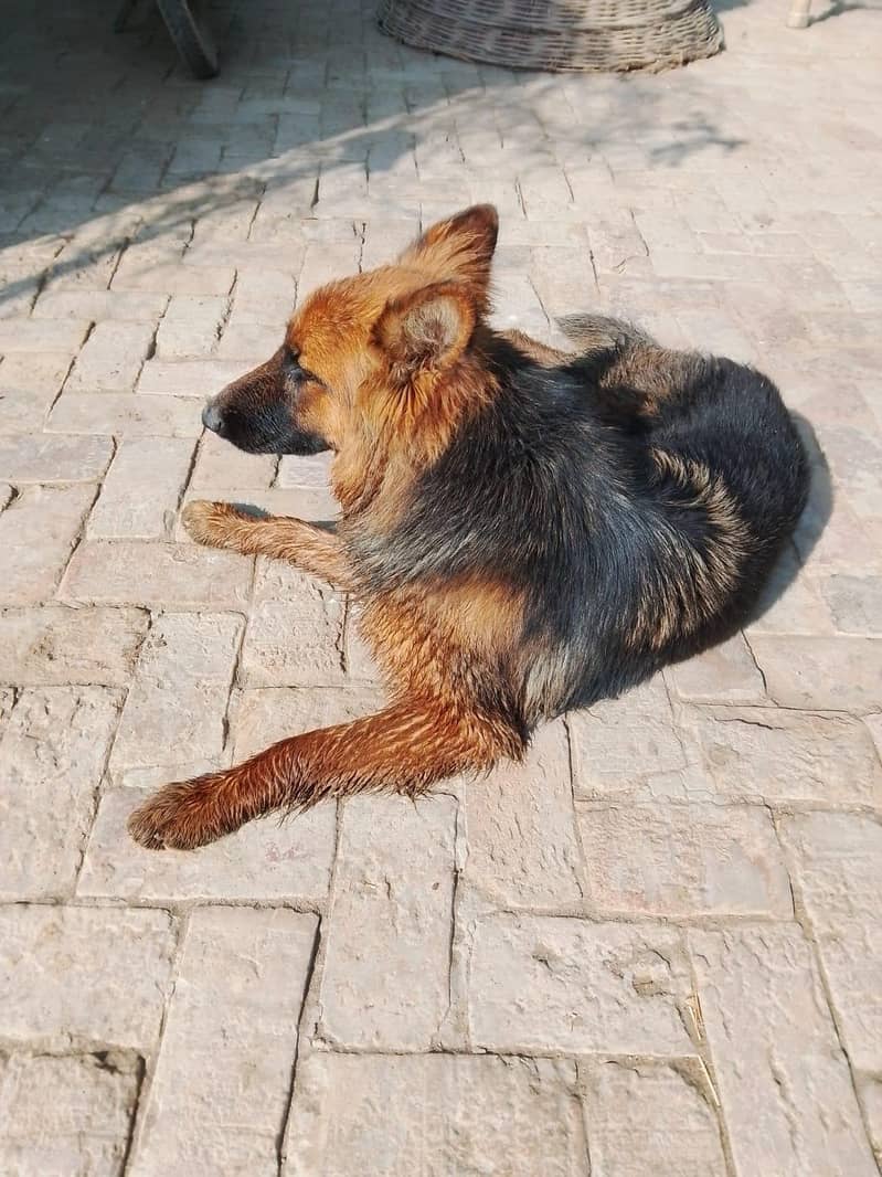 German shepherd 0
