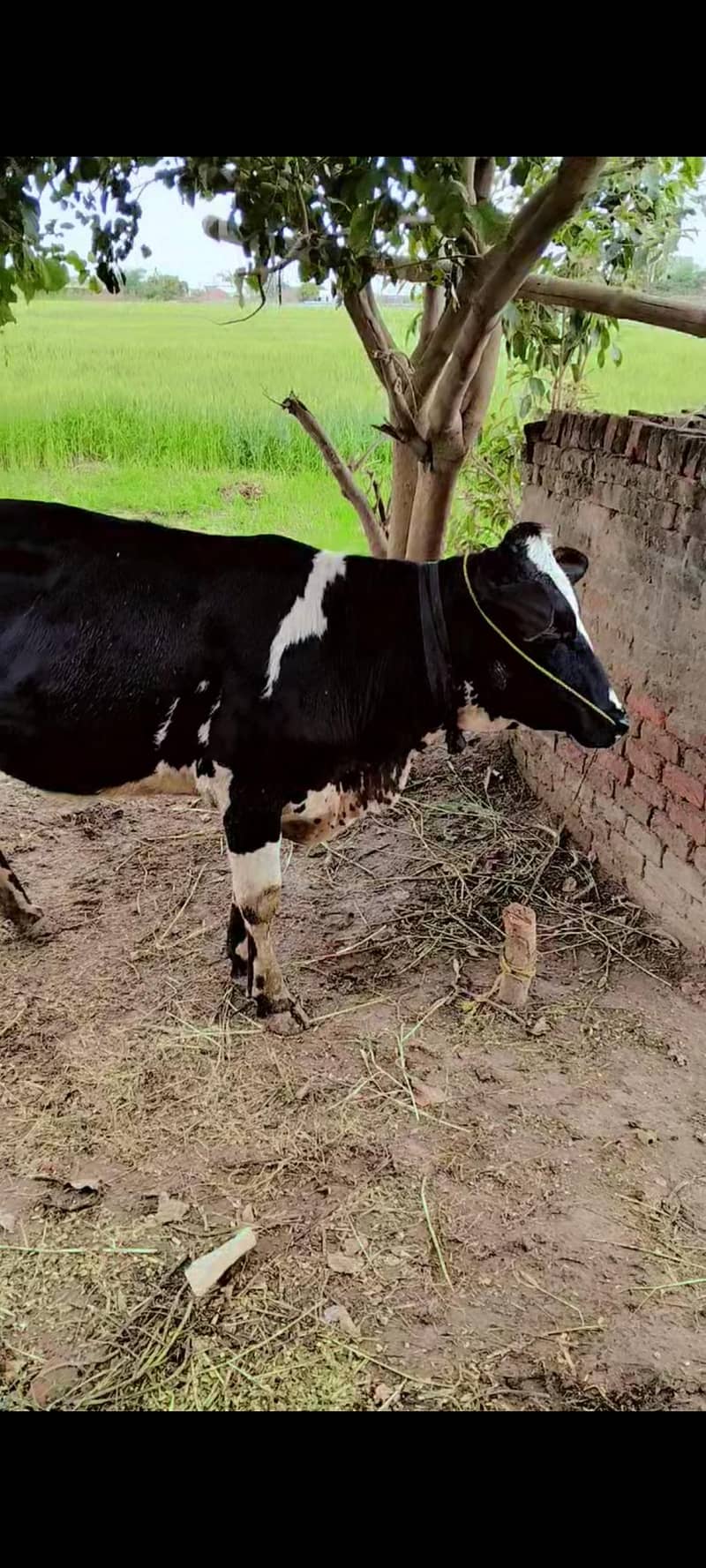 گاے برائے سیل 0