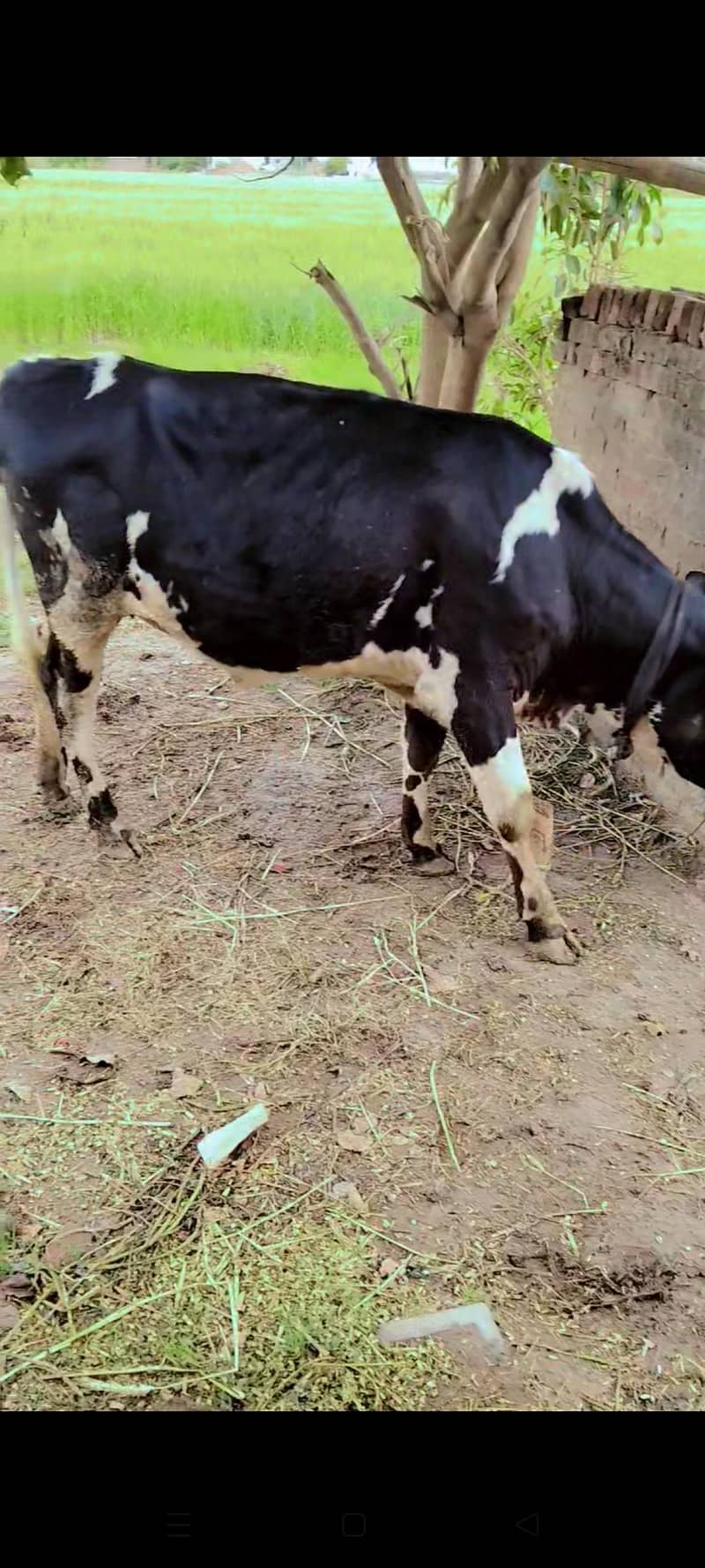 گاے برائے سیل 2