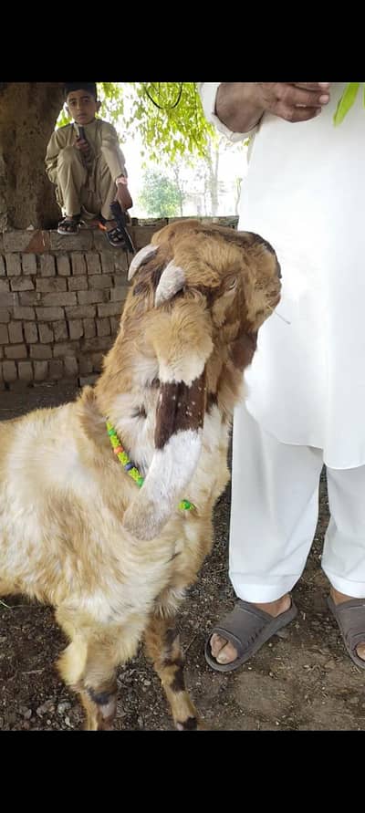 Beetal bacha for sale