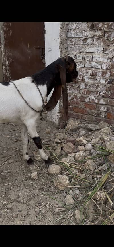 Selling 2 dant bakre