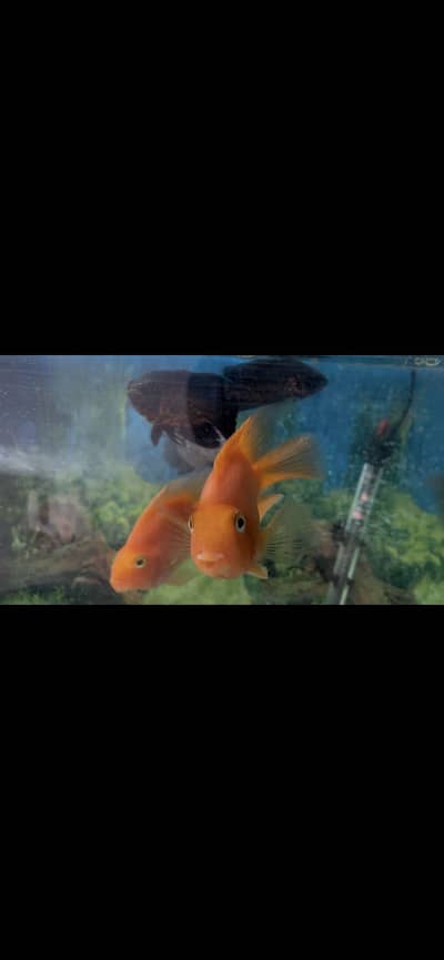 Oscar fish/ Parrot fish/ Paccu fish