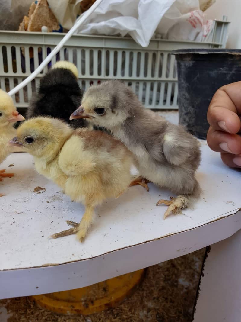 Aseel chicks 0
