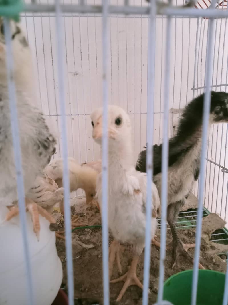 Aseel chicks 1