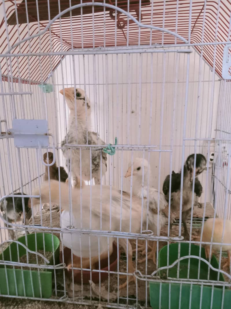 Aseel chicks 4