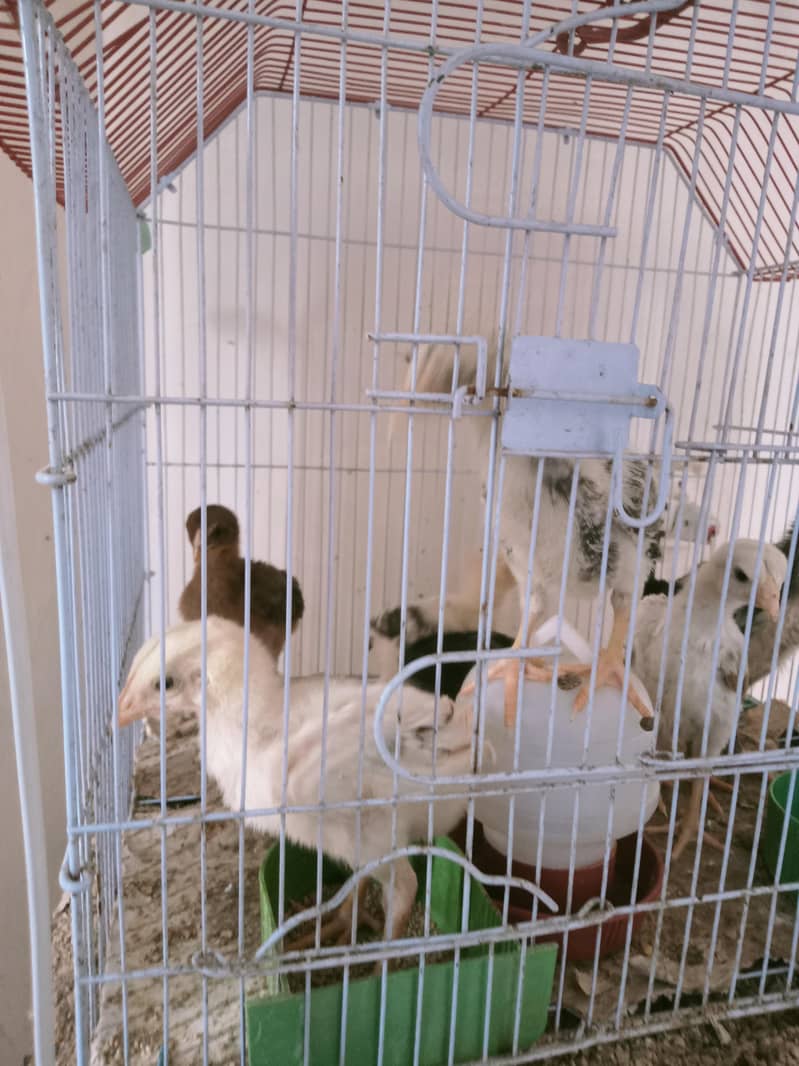 Aseel chicks 5