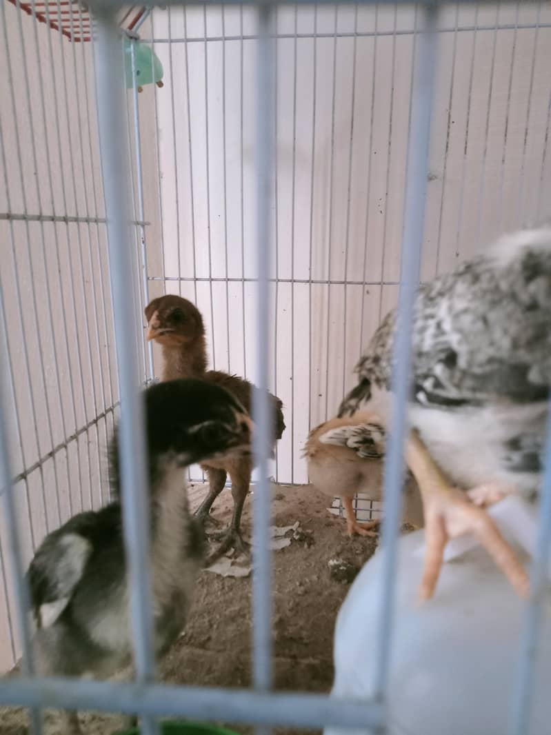 Aseel chicks 6