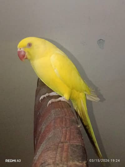 Yellow Ring Neck Parrot