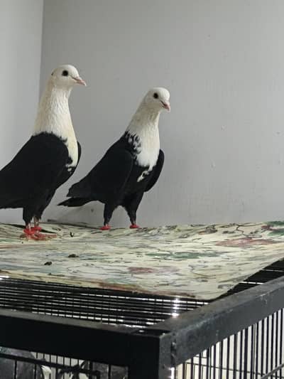 karbalai pigeon kabootar