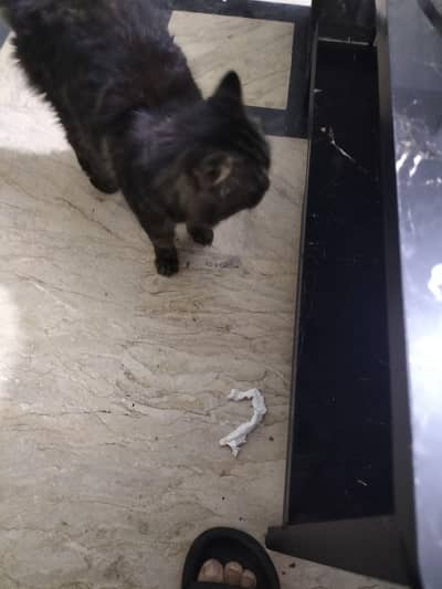 Persian cat for sale