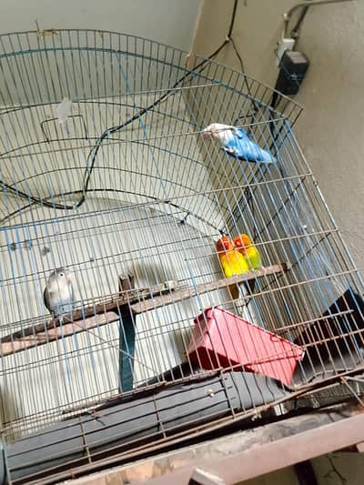 green opline and feshri