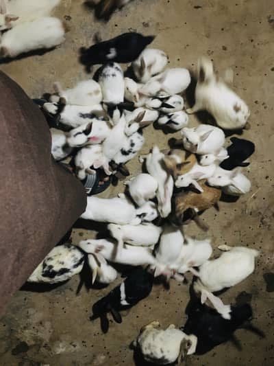 Rabbits 40