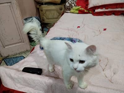 want to sale Persian male cat vaccinated