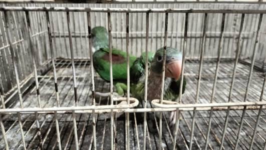 Raw chicks jumbo size