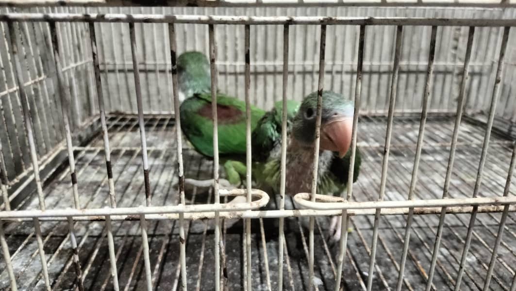 Raw chicks jumbo size 0