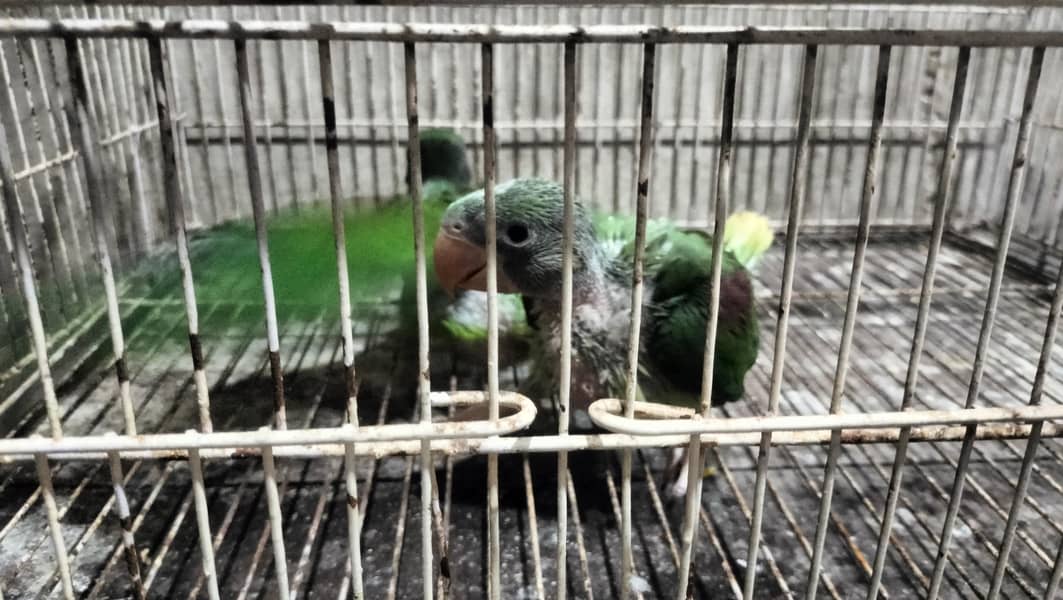 Raw chicks jumbo size 1