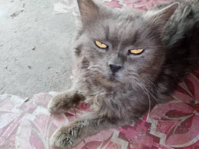 PERSIAN MALE CAT