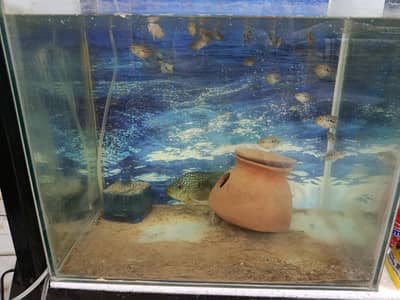 Green Texas cichlid & polar blue