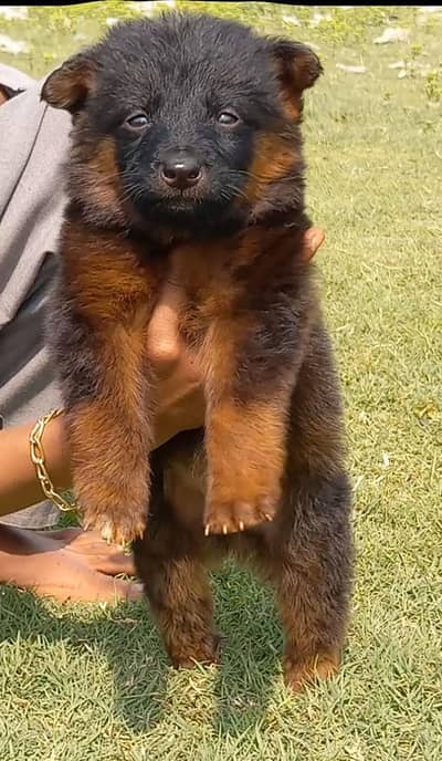 German Shepherd puppies for sale
