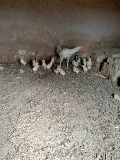 hen with 16 chicks