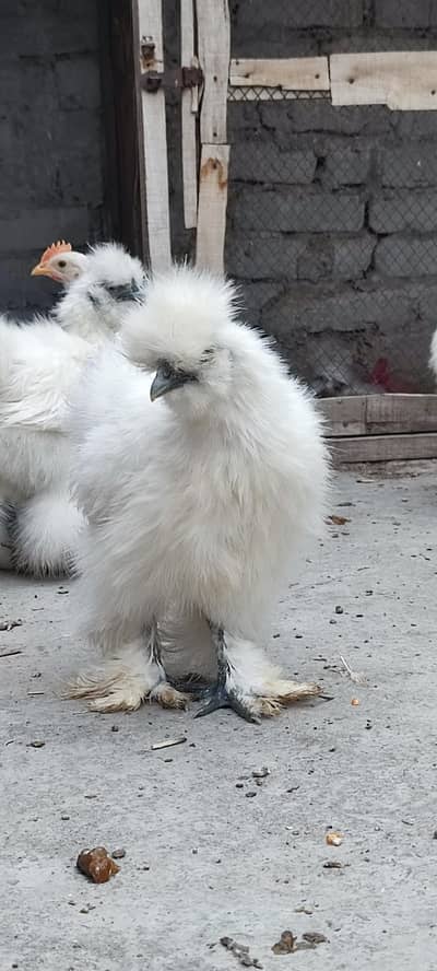 white Silkie