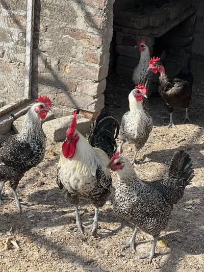pure misri hens for sale