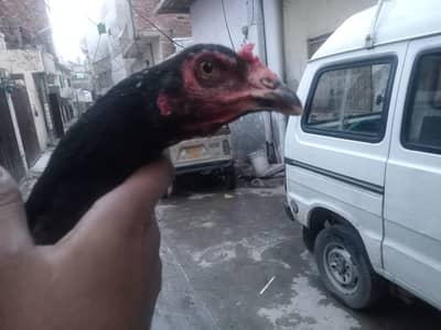 Thai madi long highted