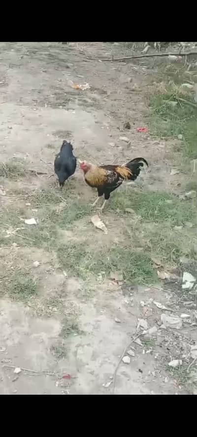 Aseel pair for sale eggs laying