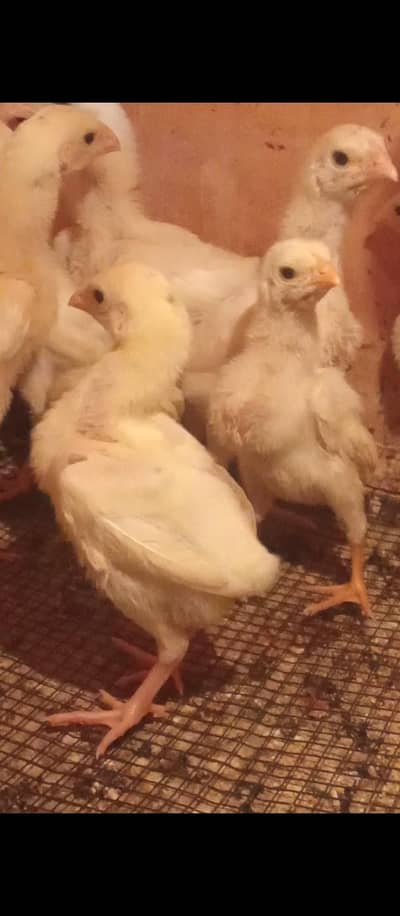 shamo KING chicks dragon chicks