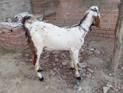 dondi path  for sale