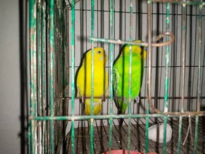 Australian budgie pair for sale