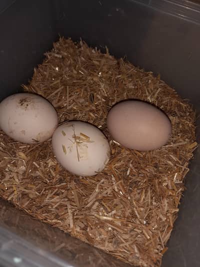 shamo aseel imported k eggs for sale.