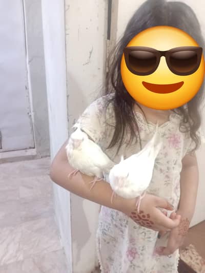 ENO COCKTAIL HAND TAAM