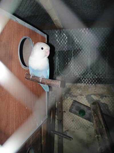 breeder pair price final 3500