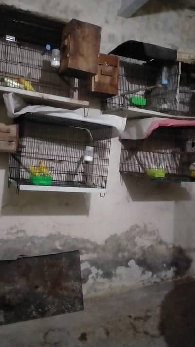 love birds pairs and pairs